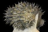 Bargain, Spiny, Enrolled Drotops Armatus Trilobite - long #161463-4
